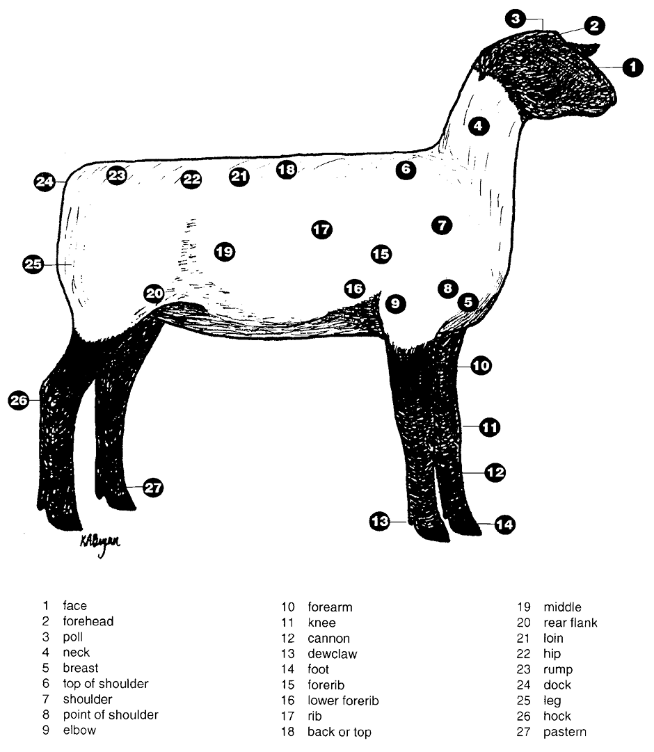 Sheep Body Parts Diagram